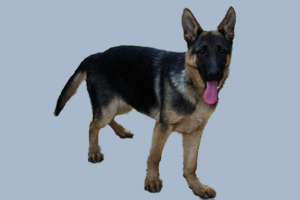 德牧换牙期注意事项有哪些