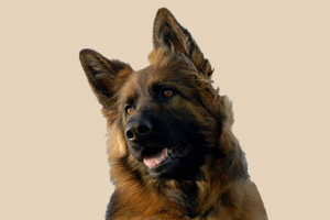 德牧缺钙什么症状