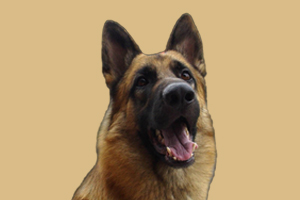 德牧缺钙怎么办