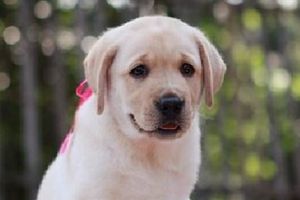 拉布拉多不爱吃东西怎么办