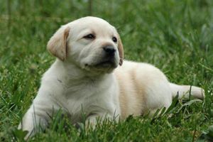 拉布拉多喂什么长肉