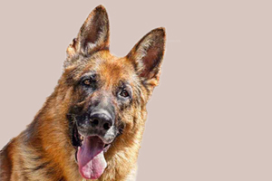 德牧厌食怎么办