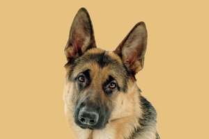 德牧换牙注意事项有哪些