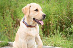 拉布拉多不爱吃食怎么办