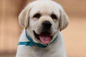 拉布拉多如何增重