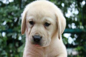 拉布拉多掉毛严重怎么办