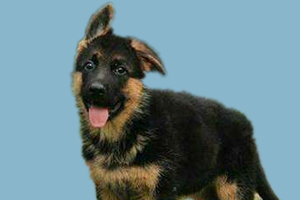 德牧怎么养才长得好