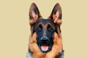 德牧太胖怎么办