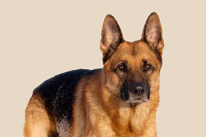 怎么让德牧的毛发亮