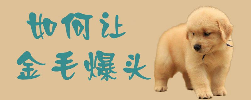 如何让金毛爆头1