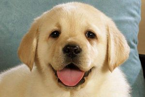 拉布拉多泪痕严重怎么办