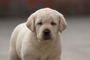 拉布拉多缺钙的症状是什么