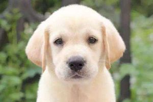 拉布拉多身上有味道怎么去除