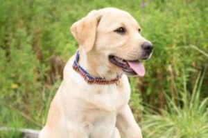 拉布拉多如何增胖