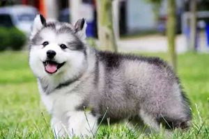 阿拉斯加掉毛期是几天