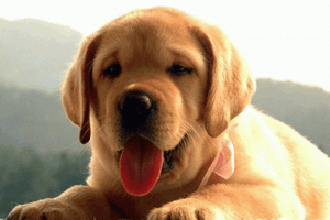 拉布拉多喂什么主食