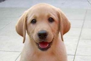 怎样给拉布拉多补钙