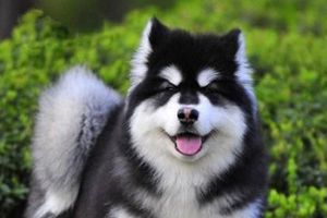 阿拉斯加狗什么时候断奶