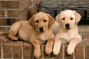 拉布拉多泪痕怎么去除