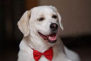 拉布拉多为什么掉毛