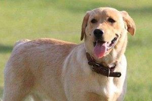 拉布拉多为什么吃自己的屎