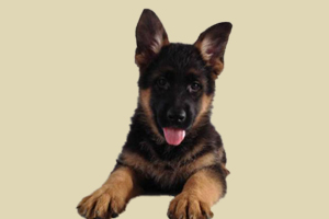 德牧很懒怎么办