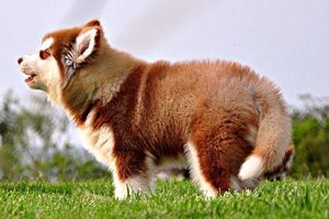 怎么给阿拉斯加犬剪毛