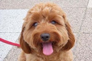 怎么给贵宾剪指甲