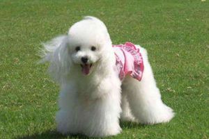 怎么给贵宾修毛