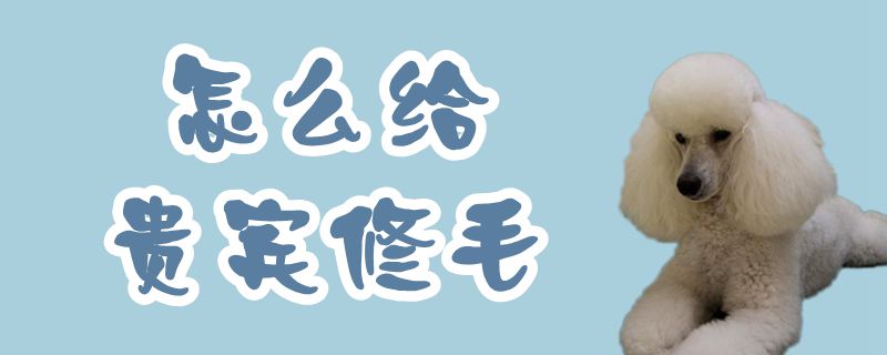 怎么给贵宾修毛
