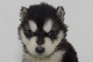 阿拉斯加为什么会哭