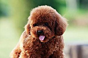 怎么给贵宾剪毛