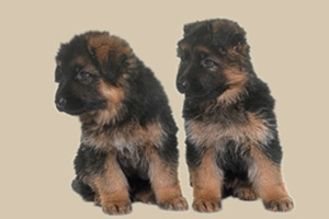 德牧很懒不爱动怎么办