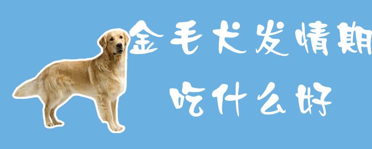 金毛犬發情期吃什麼好1