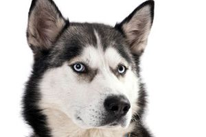 阿拉斯加什么时间配种