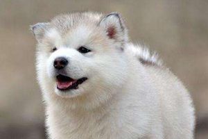 阿拉斯加犬什么时间换毛