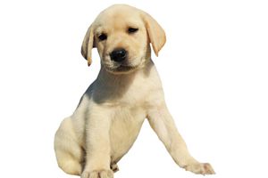 拉布拉多什么时间换毛