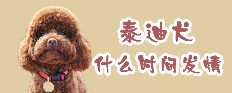 泰迪犬什麼時間發情