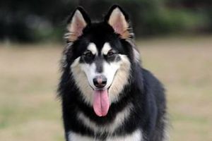 阿拉斯加犬太瘦怎么办