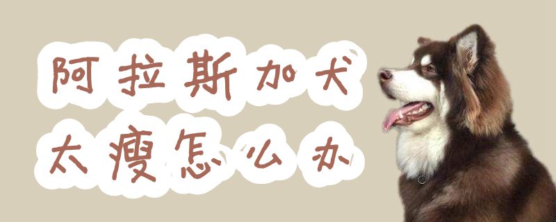 阿拉斯加犬太瘦怎么办
