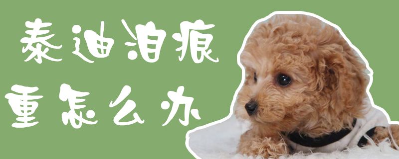 泰迪泪痕重怎么办1