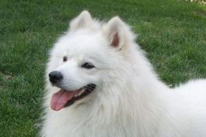 萨摩耶纯种怎么看