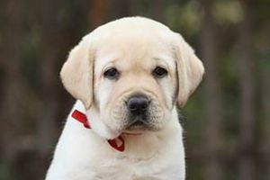 拉布拉多泪痕的原因是什么