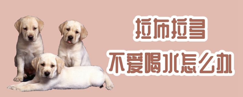 拉布拉多不爱喝水怎么办