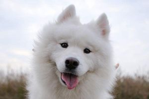 萨摩耶什么时候成年