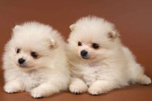 博美犬怎么辨认