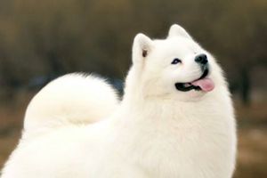 萨摩耶太胖怎么办