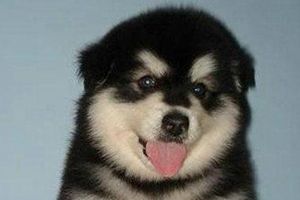 阿拉斯加太瘦吃什么