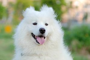 怎么教萨摩耶听话