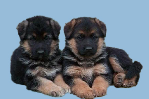 德牧犬怎么看纯不纯